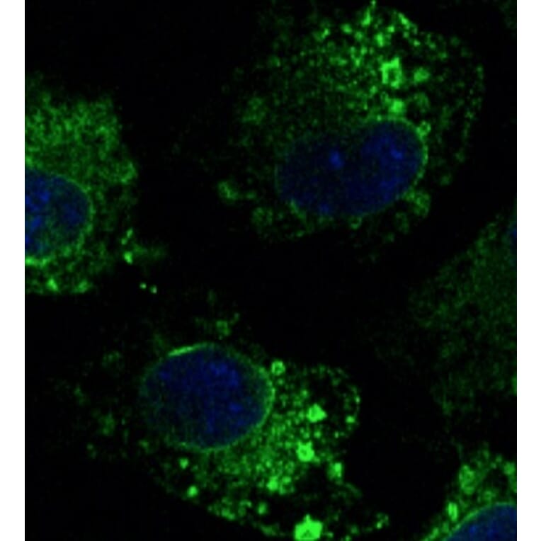 Immunoflouroscence - Anti-Calnexin Antibody (AB0041) - Antibodies.com