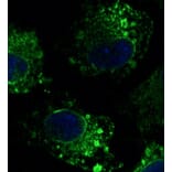 Immunoflouroscence - Anti-Calnexin Antibody (AB0041) - Antibodies.com