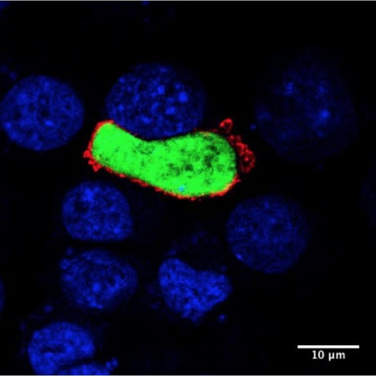 Immunoflouroscence - Anti-UIS4 Antibody (AB0042) - Antibodies.com
