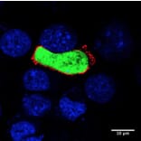 Immunoflouroscence - Anti-UIS4 Antibody (AB0042) - Antibodies.com