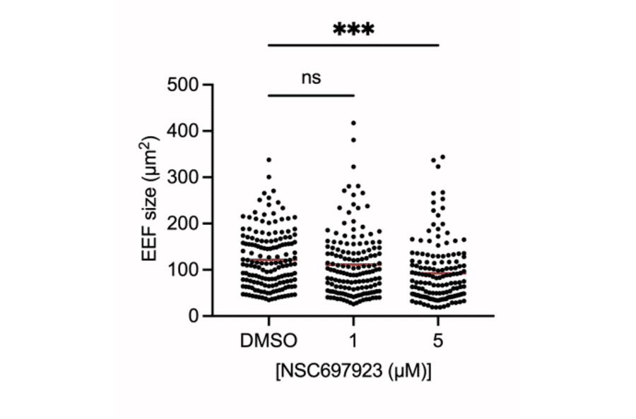 Immunofluorescence - Anti-UIS4 Antibody - Antibodies.com