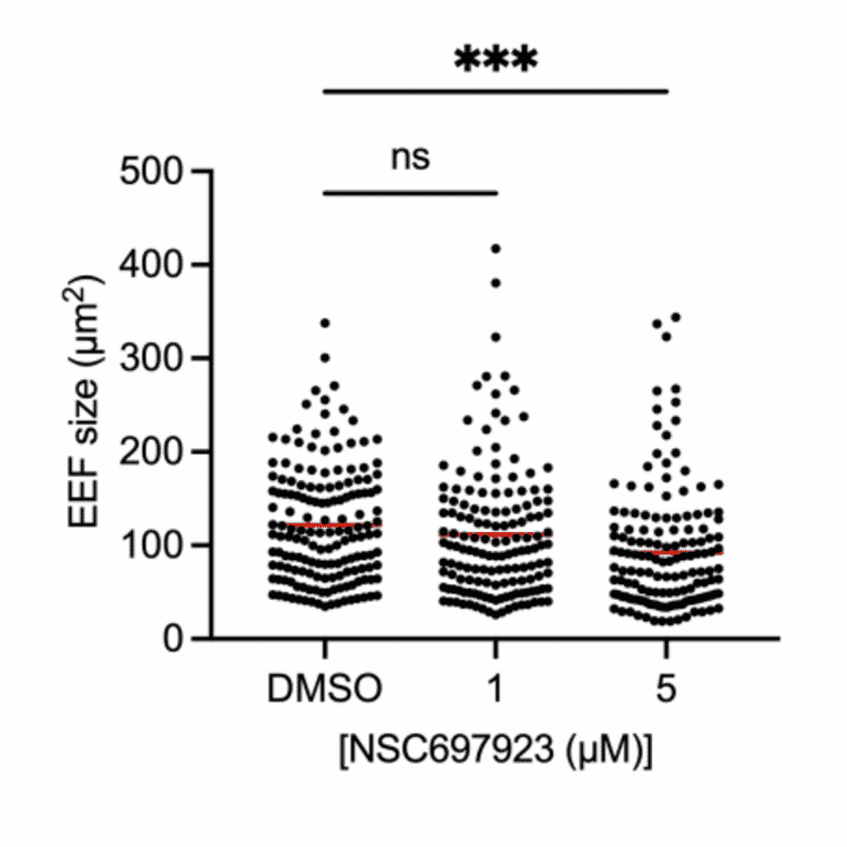 Immunofluorescence - Anti-UIS4 Antibody - Antibodies.com