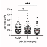 Immunofluorescence - Anti-UIS4 Antibody - Antibodies.com