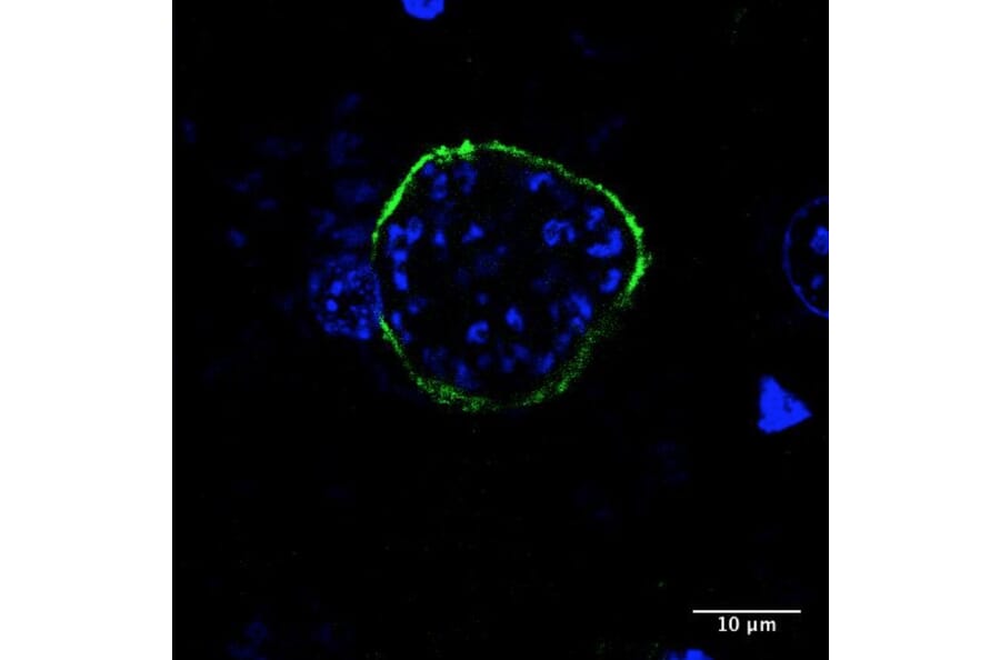 Immunoflouroscence - Anti-UIS4 Antibody (AB0042) - Antibodies.com