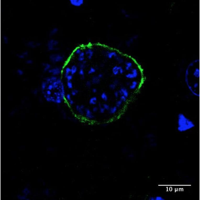 Immunoflouroscence - Anti-UIS4 Antibody (AB0042) - Antibodies.com