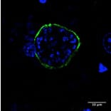 Immunoflouroscence - Anti-UIS4 Antibody (AB0042) - Antibodies.com