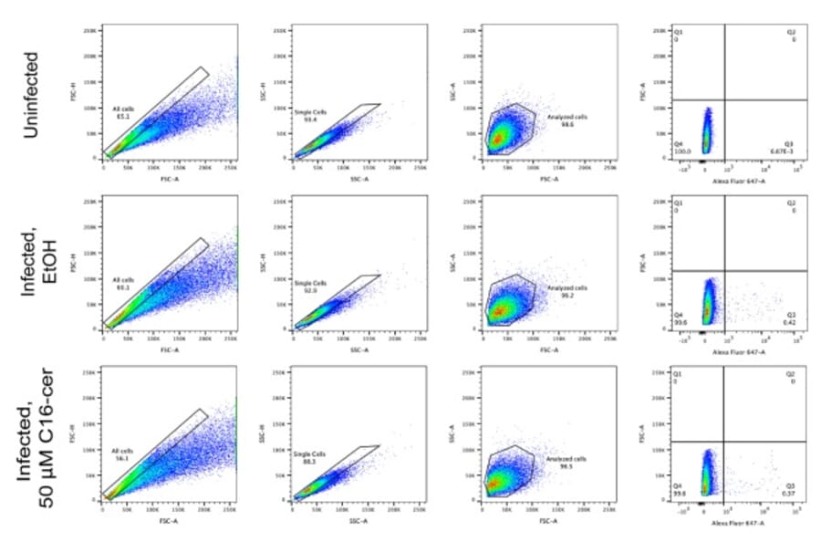 Flow Cytometry - Anti-UIS4 Antibody - Antibodies.com