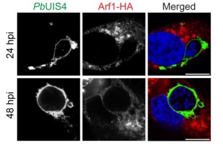 Immunofluorescence - Anti-UIS4 Antibody - Antibodies.com