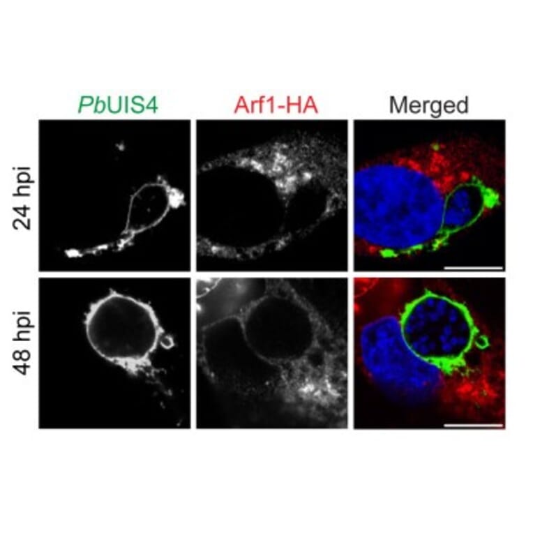Immunofluorescence - Anti-UIS4 Antibody - Antibodies.com