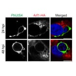 Immunofluorescence - Anti-UIS4 Antibody - Antibodies.com