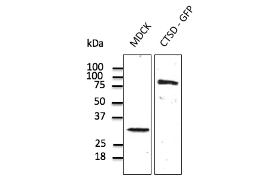 Western Blot - Anti-Cathepsin D Antibody (AB0043) - Antibodies.com