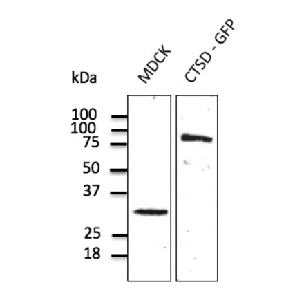 Western Blot - Anti-Cathepsin D Antibody (AB0043) - Antibodies.com