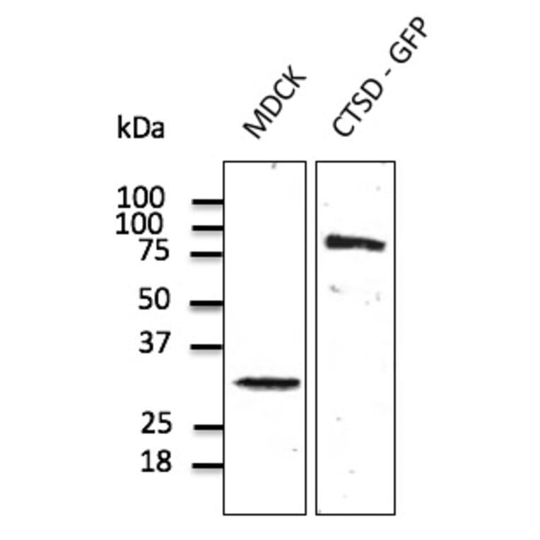 Western Blot - Anti-Cathepsin D Antibody (AB0043) - Antibodies.com