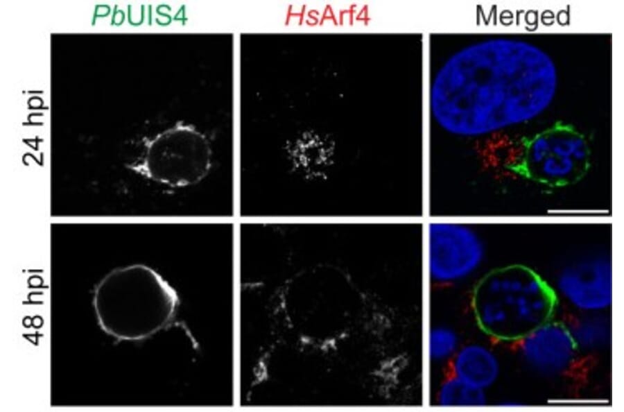 Immunofluorescence - Anti-UIS4 Antibody - Antibodies.com
