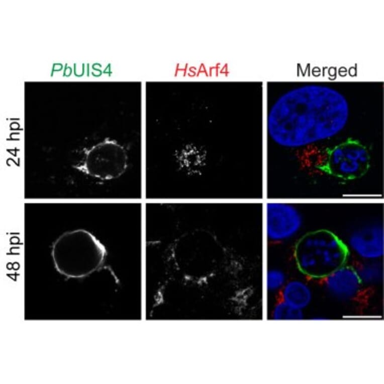 Immunofluorescence - Anti-UIS4 Antibody - Antibodies.com