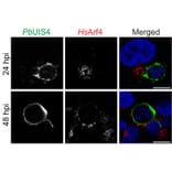 Immunofluorescence - Anti-UIS4 Antibody - Antibodies.com