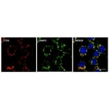 Immunoflouroscence - Anti-Cathepsin D Antibody (AB0043) - Antibodies.com