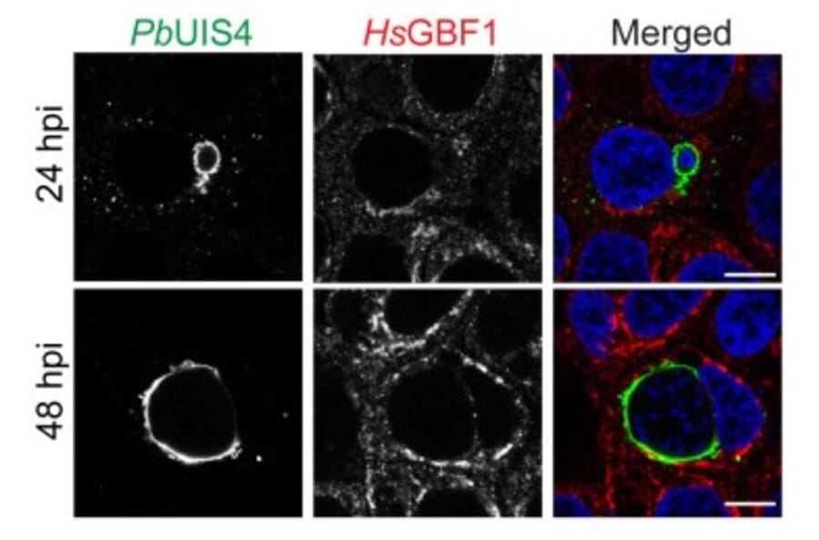 Immunofluorescence - Anti-UIS4 Antibody - Antibodies.com