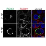 Immunofluorescence - Anti-UIS4 Antibody - Antibodies.com