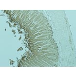 Immunohistochemistry - Anti-RAB27A Antibody (AB0045) - Antibodies.com