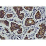 Immunohistochemistry - Anti-RAB27A Antibody (AB0045) - Antibodies.com