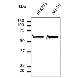 Western Blot - Anti-TUBA4A Antibody (AB0046) - Antibodies.com