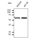 Western Blot - Anti-TUBA4A Antibody (AB0046) - Antibodies.com