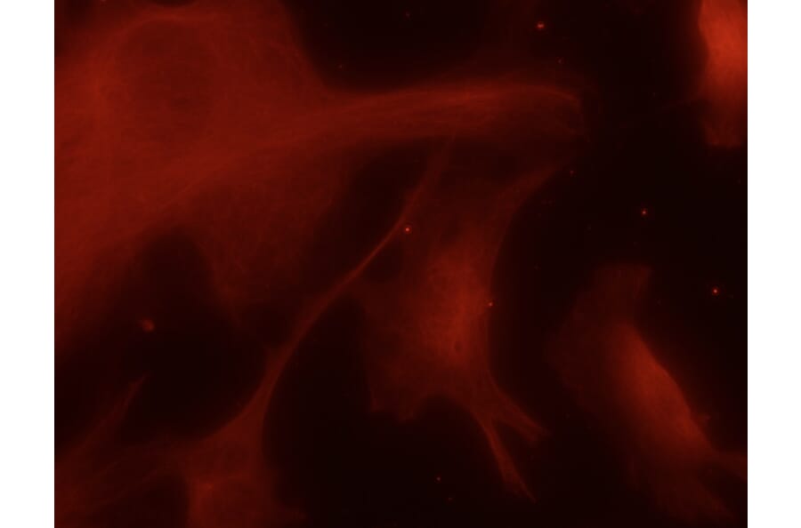 Immunoflouroscence - Anti-TUBA4A Antibody (AB0046) - Antibodies.com