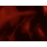 Immunoflouroscence - Anti-TUBA4A Antibody (AB0046) - Antibodies.com