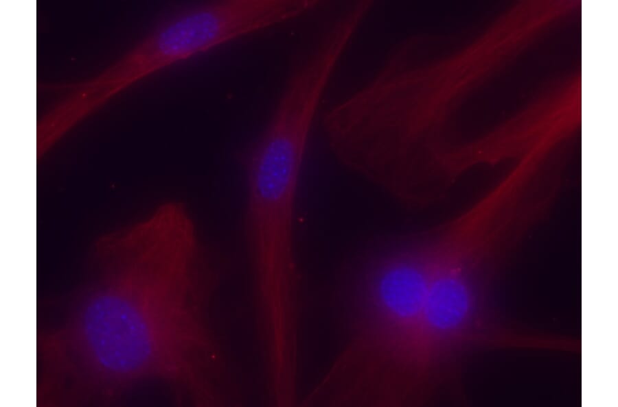 Immunoflouroscence - Anti-TUBA4A Antibody (AB0046) - Antibodies.com