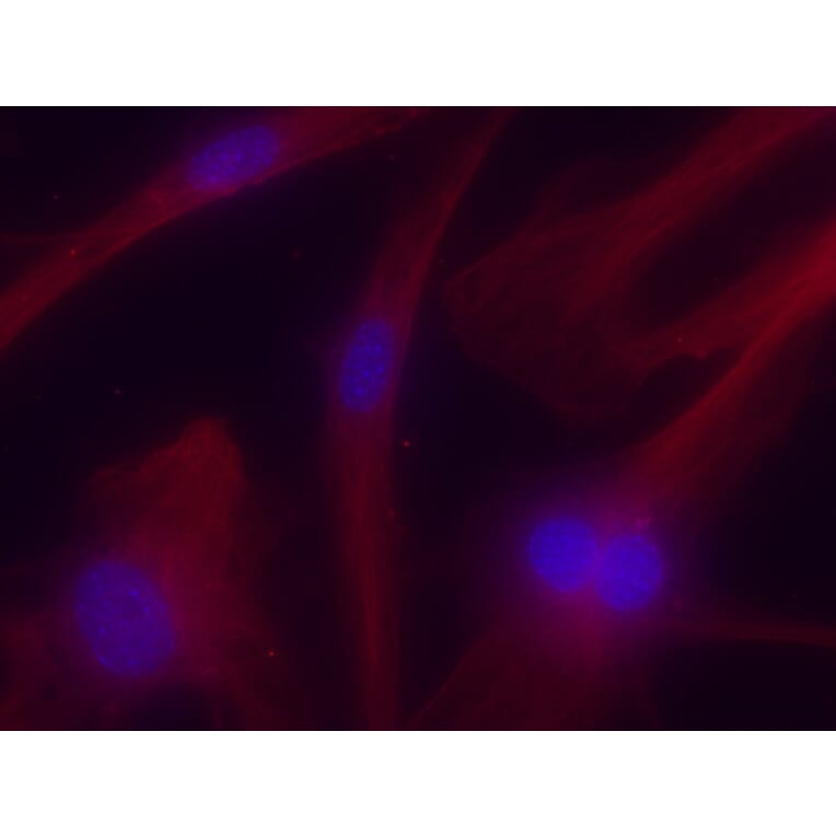 Immunoflouroscence - Anti-TUBA4A Antibody (AB0046) - Antibodies.com