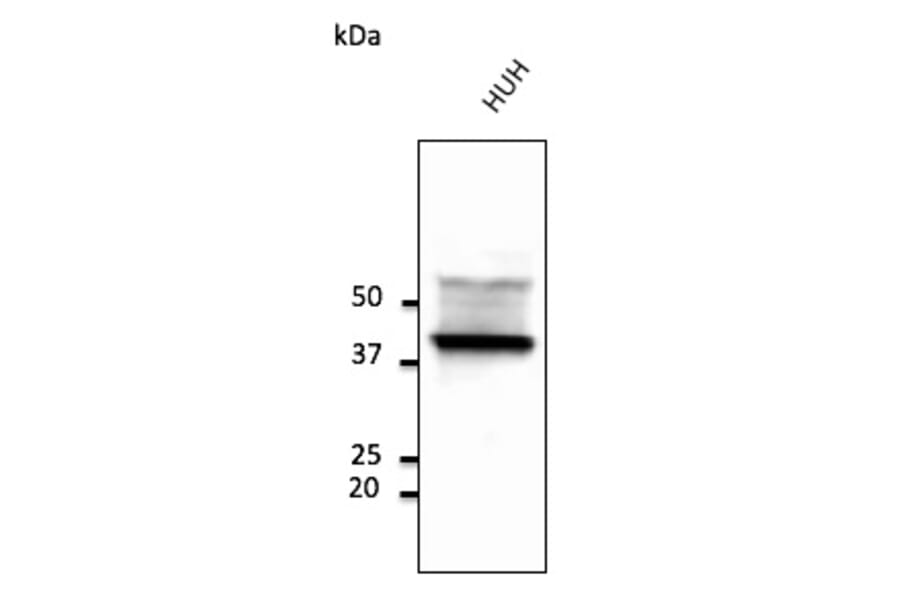 Western Blot - Anti-CD63 Antibody (AB0047) - Antibodies.com