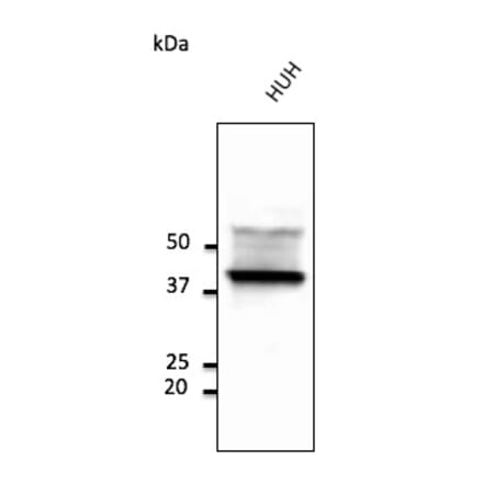 Western Blot - Anti-CD63 Antibody (AB0047) - Antibodies.com