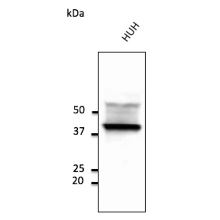 Western Blot - Anti-CD63 Antibody (AB0047) - Antibodies.com