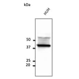 Western Blot - Anti-CD63 Antibody (AB0047) - Antibodies.com