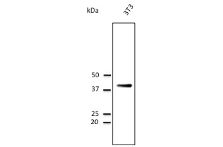 Western Blot - Anti-CD63 Antibody (AB0047) - Antibodies.com
