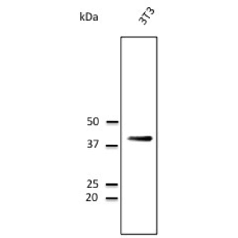 Western Blot - Anti-CD63 Antibody (AB0047) - Antibodies.com