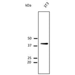 Western Blot - Anti-CD63 Antibody (AB0047) - Antibodies.com