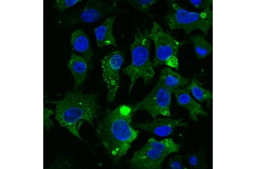 Immunoflouroscence - Anti-CD63 Antibody (AB0047) - Antibodies.com
