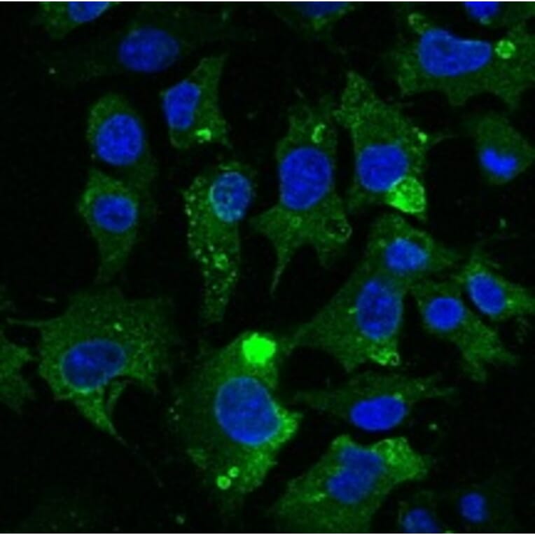 Immunoflouroscence - Anti-CD63 Antibody (AB0047) - Antibodies.com