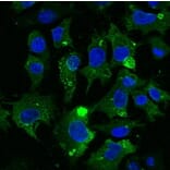 Immunoflouroscence - Anti-CD63 Antibody (AB0047) - Antibodies.com
