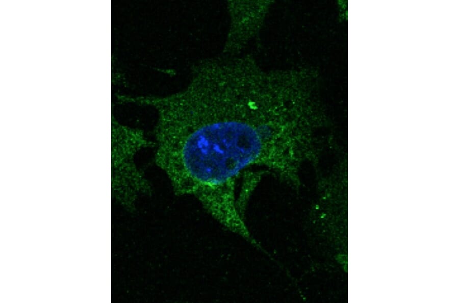 Immunoflouroscence - Anti-CD63 Antibody (AB0047) - Antibodies.com