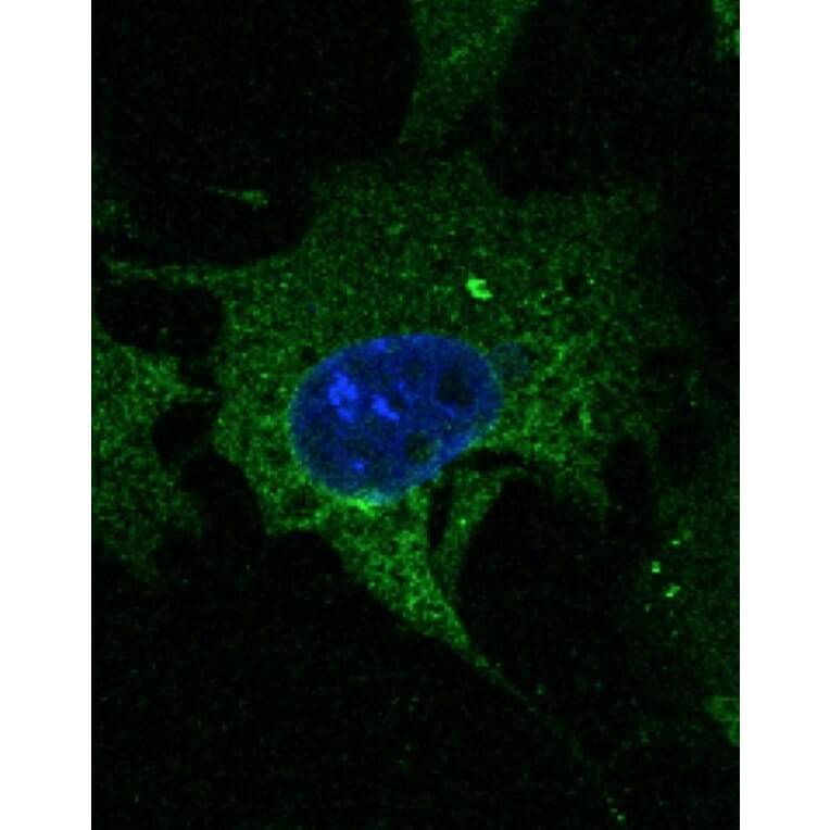 Immunoflouroscence - Anti-CD63 Antibody (AB0047) - Antibodies.com