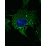 Immunoflouroscence - Anti-CD63 Antibody (AB0047) - Antibodies.com