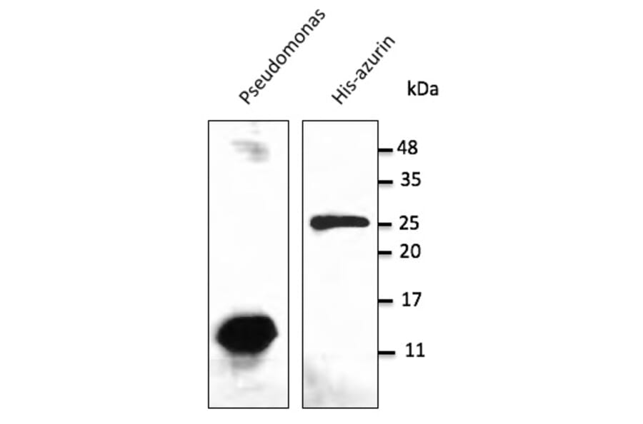 Western Blot - Anti-Azurin Antibody (AB0048) - Antibodies.com