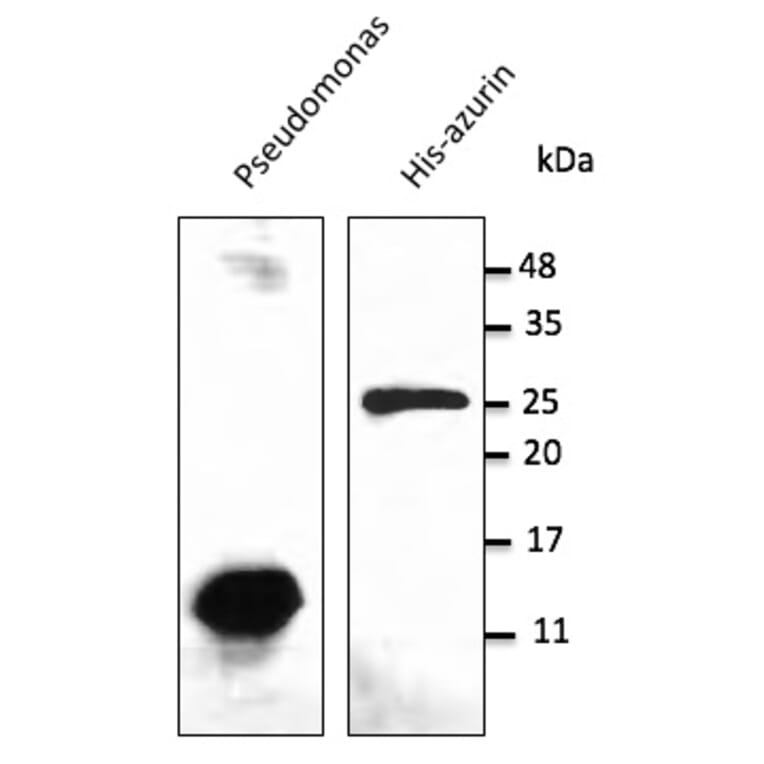 Western Blot - Anti-Azurin Antibody (AB0048) - Antibodies.com