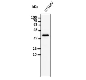 Western Blot - Anti-GAPDH Antibody (AB0049) - Antibodies.com