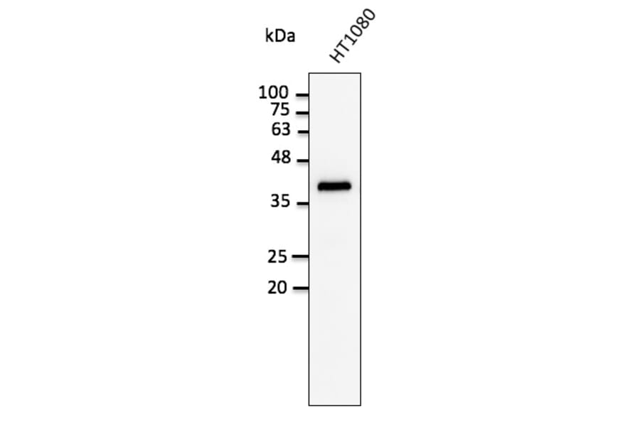 Western Blot - Anti-GAPDH Antibody (AB0049) - Antibodies.com