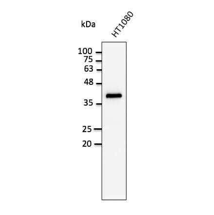 Western Blot - Anti-GAPDH Antibody (AB0049) - Antibodies.com