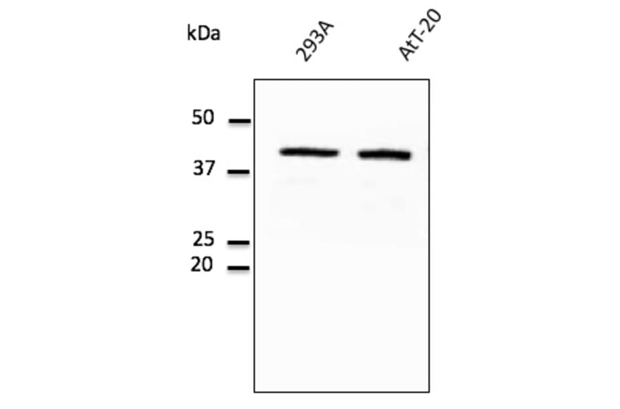 Western Blot - Anti-GAPDH Antibody (AB0049) - Antibodies.com